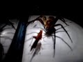 Title:GIANT SPIDER CAPTURED ALIVE ! Description:shorter vids on my chann.go to my channel to view the EDITED ones...watch one of the slideshows to see a pic of spider EATING a grasshopper..no carnage in this vid.see slide/vids on my channel...This is a fishing spider(dolomedes vittatus). Also to stop the guessing..the cap is a YUENGLING beer bottle top..