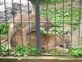 Anche i Puma lo fanno! Sesso "animale"