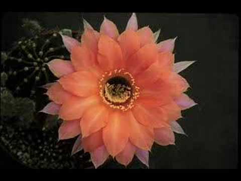 Zoot Woman - Information First