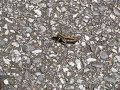 Grasshopper on Highway