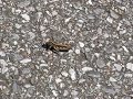Grasshopper on Highway
