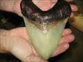 Huge Megaladon Shark Sightings 2011 images Huge Megaladon Shark Sightings 2011