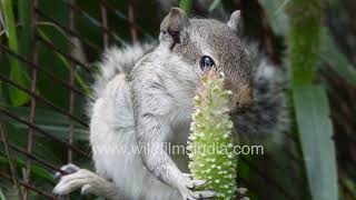 Squirrel Eats Bajra Seeds On Millet Ears Cutest Little Agricutural Vermin You Ever Saw?