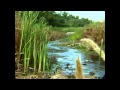 Welcome Home! -- The Cliff Swallows Return to Their Home in the Capistrano Valley (2000)