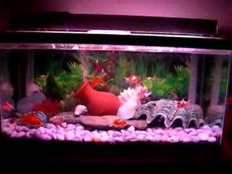 goldfish tank decorations. New setup for the aquarium.