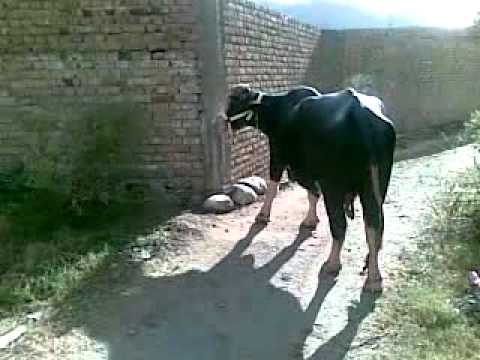 KhoKhar Maira Qurbani Janwar.mp4