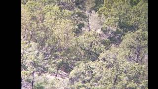 603 Yard Muzzleloader Elk Killshot in New Mexico
