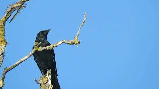 El Cantograznido De La Corneja Negra Corvus Corone.