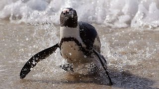 African Penguin Faces Extinction Despite New Protections