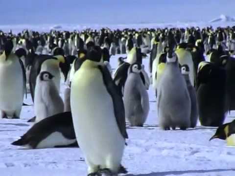 Императорские пингвины свободно живут в море 