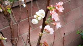 Minnie Royal & Royal Lee Cherry Trees Fruiting