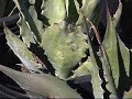 Agaves & Yuccas