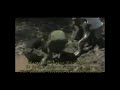 image Misteri Ular Raksasa Terbesar Di Sungai Kapuas Di Kalimantan
