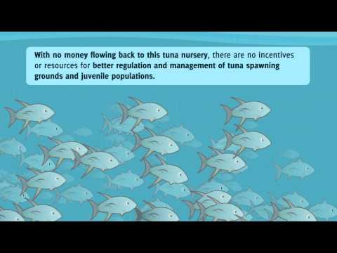 What’s the problem with tuna fishing in the Coral Triangle?