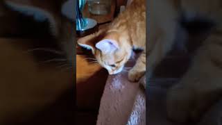 Nooo Simba Noooo