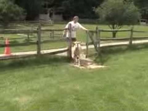 Come learn how to milk a goat at Shelburne Farms, in Shelburne, Vermont! Come learn how to milk a goat at Shelburne Farms, in Shelburne, Vermont!
