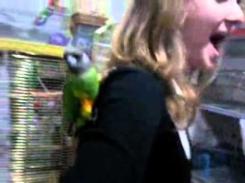 Сенегальский попугай ручные птенцы выкормыши
