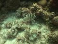 Lionfish