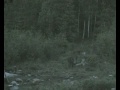 Lov divočáka z posedu III.