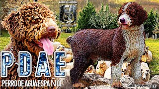 Perro De Agua Español El Más Atávico Y Auténtico De España