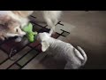 David vs Goliath!!???Dogs are funny!!🤣