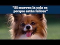 Mascotas: 5 mitos que todo el mundo cree sobre los perros │RPP