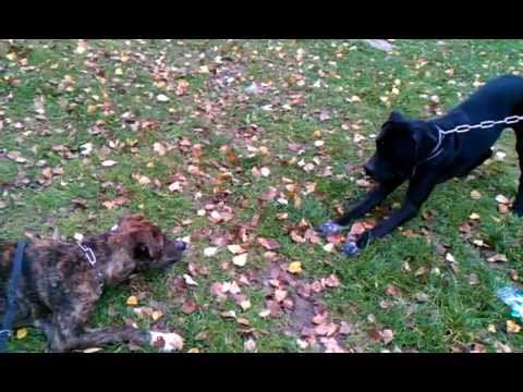 Vidéos Berger d'Anatolie, chiens de race Berger d'Anatolie Vidéos Berger d'Anatolie, chiens de race Berger d'Anatolie