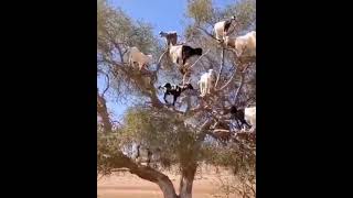 В Марокко Живут Козы, Которые Лазают По Деревьям.