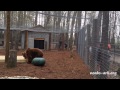 Gideon's new home at Noah's Ark Animal Sanctuary
