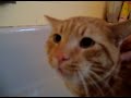 Official Video: Cat Bath Freak Out -Tigger the cat says 'NO!' to bath
