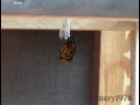 Monarch emerging from Chrysalis