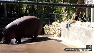 Hippo Fart Poop Splat