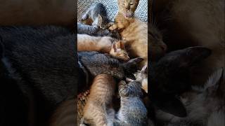 7 Anak 6 Puting Susu Menyala Kucing Kampung