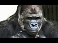 Women flock to 'handsome' gorilla
