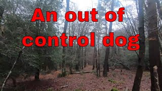Dog chasing a Fallow Deer in the forest #leavenotrace