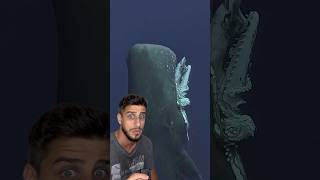 Cachalote Vs Lula-Gigante Yago Stephano