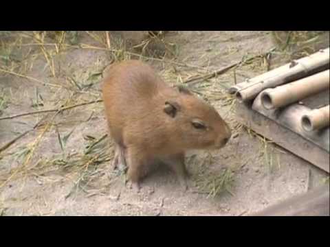生後４日目の仔カピだって草を食べるよ [Capybara]