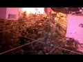 Five-storey cannabis farm found in the Bronx, New York