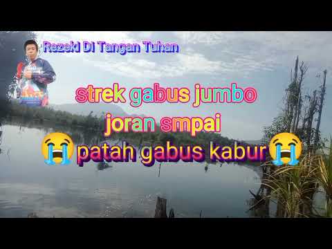 danau sarantangan fishing strek gabus babon joran sampai patah @rezekiditangantuhan7567 #fishing