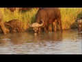 Horn And Claw Buffalo Kills Lion And Lion Kills Buffalo images Horn And Claw Buffalo Kills Lion And Lion Kills Buffalo