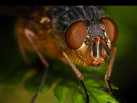 flies diptera