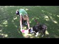 Building Attention-game 2- clicker dog training