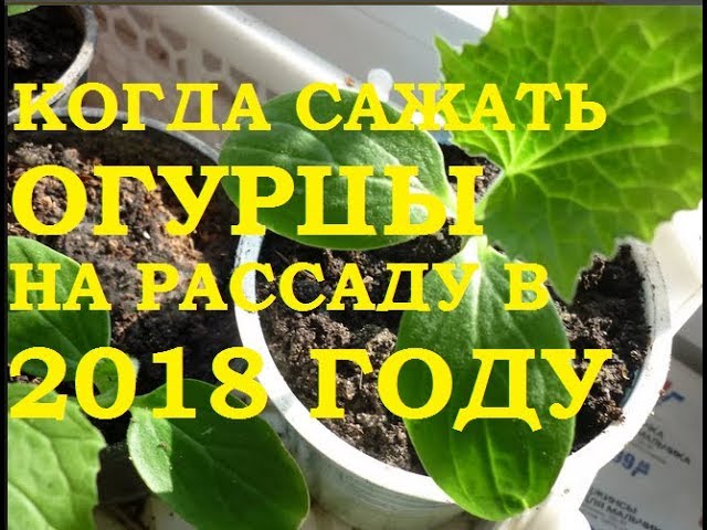 Когда сажают огурцы в 2018 Когда сажают огурцы в 2018