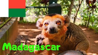 În Acest Parc Național Din Madagascar Trăiesc 40 De Specii De Lemuri