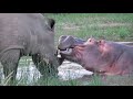 hippo