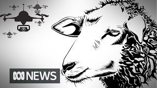 'Lambulance' drones used to check animal health during lambing season | ABC News