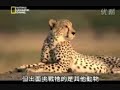 Cheetah Blood Brothers part 4