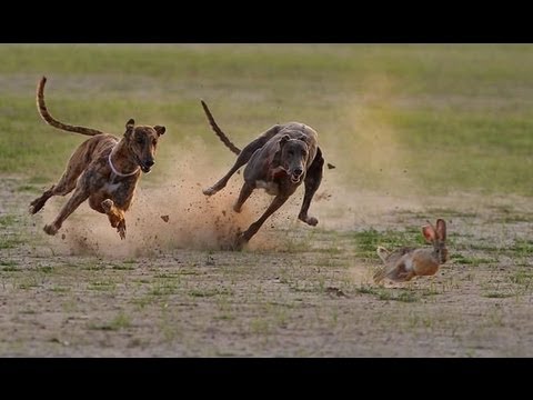 Khargosh Ka Shikar Rabbit Race Greyhound Parhal 2004-2005 Part...