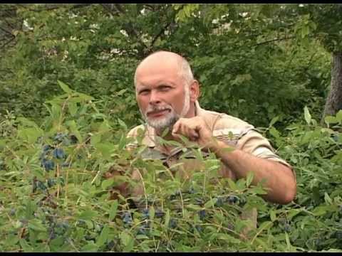 Ягода годжи: посадка, выращивание, уход новые фото Ягода годжи: посадка, выращивание, уход новые фото
