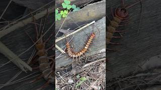 Wild Giant Centipede Scolopendra Subspinipes Found Dead Singapore